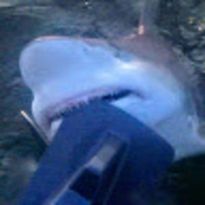 Meet your Posher, Nauti